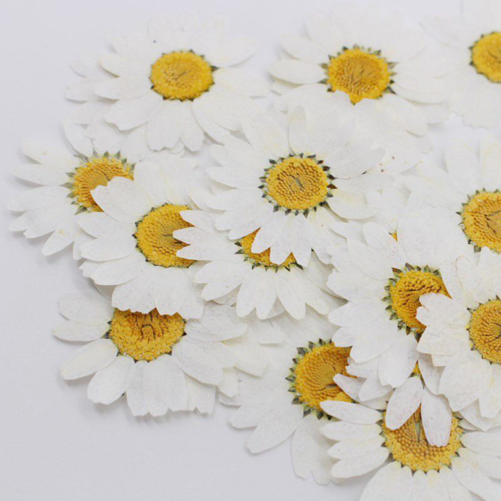 ✪ 100Pcs Real Natural Dried Pressed Flowers White Daisy Pressed